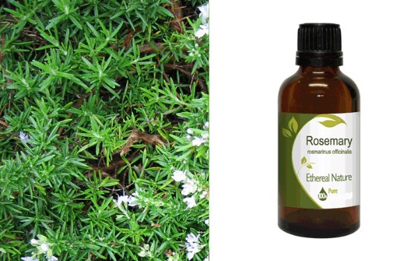 Rosemary oil 30ml